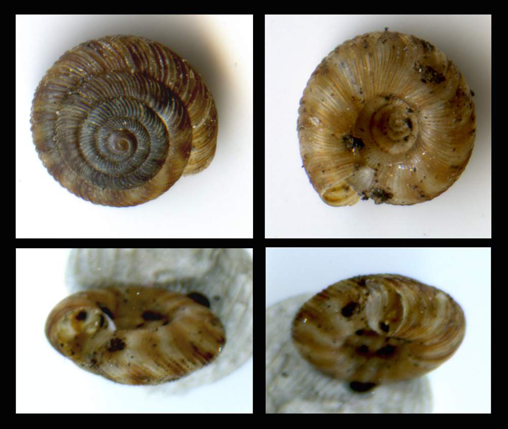 Discus (Discus) rotundatus (O.F. Mller, 1774) -La Maddalena